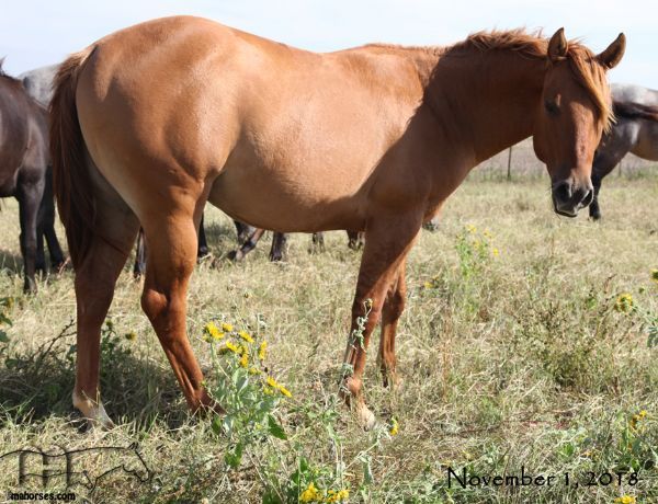 Miss Bee Bee's 2017 Red Dun Colt